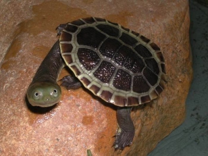 una tortuga con la cabeza de fuera viendo a la cámara 