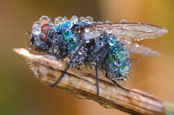 fotografía de una mosca llena de burbujas de agua 