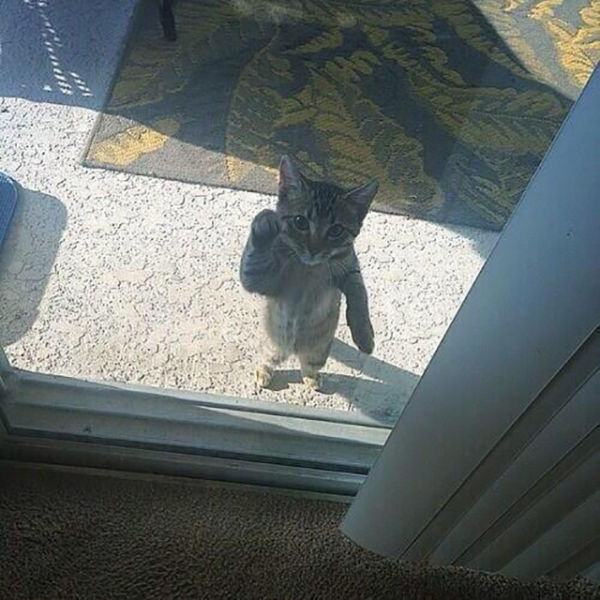 un gato detrás de una puerta que parece estar tocando 