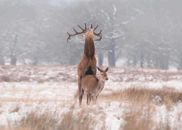 un venado detrás de una hembra en medio de un paisaje 