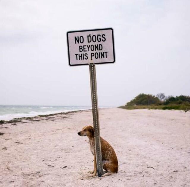 perro recargado sobre un letrero que dice que no hay perros cerca de ahí