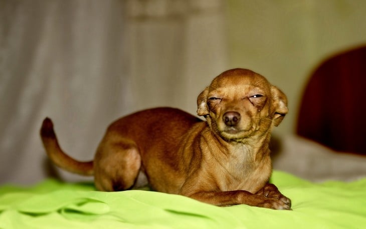 Perro chihuahua acostado con los ojos entrecerrados 