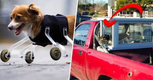 El amor de estos dueños llevan a un nivel de amor por la naturaleza jamas visto