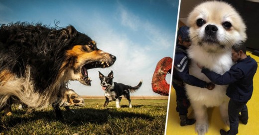 Imágenes captadas en el preciso momento que parecen que tu perro es un gigante