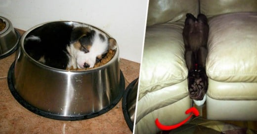 Los cachorros siempre encuentran la oportunidad de dormir donde se pueda