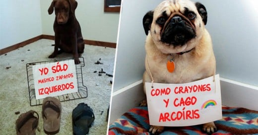 Perros que los han agarrado con la travesura en las patas