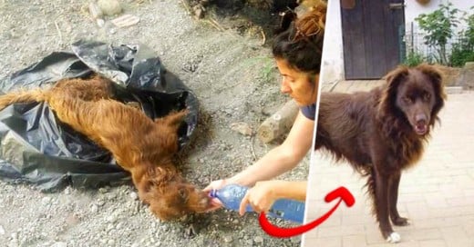 La maravillosa transformacion de este perrito demuestra que cuando uno quiere... quiere!