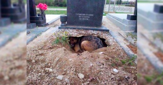 En el pasado mes de abril se hizo viral la imagen de una perrita pastor alemán que supuestamente vivía en el hoyo de la tumba de su fallecido dueño.