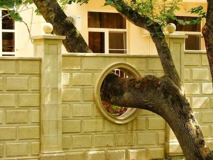 Árbol con ramas entrando a una casa 