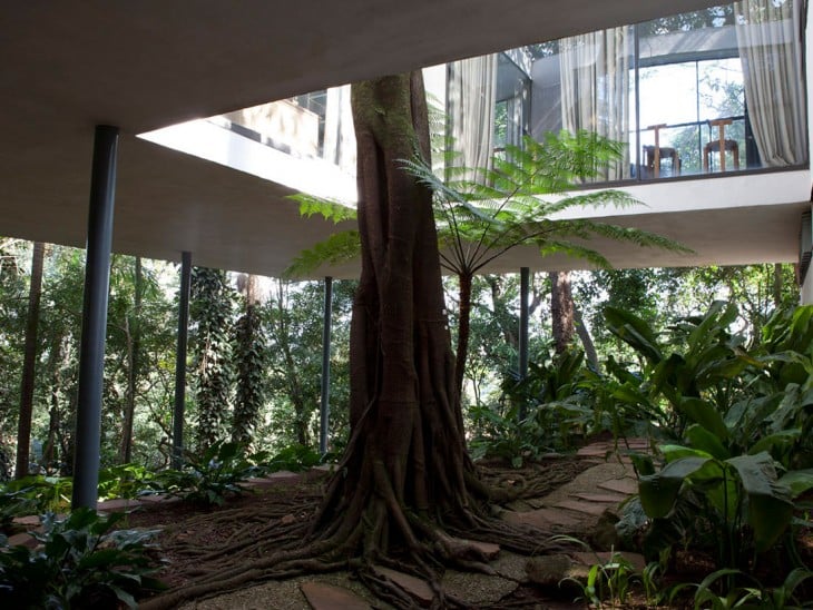 un gran árbol en el exterior de una casa 