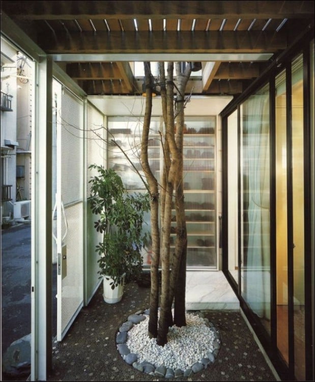 árbol en medio de una habitación de una casa 