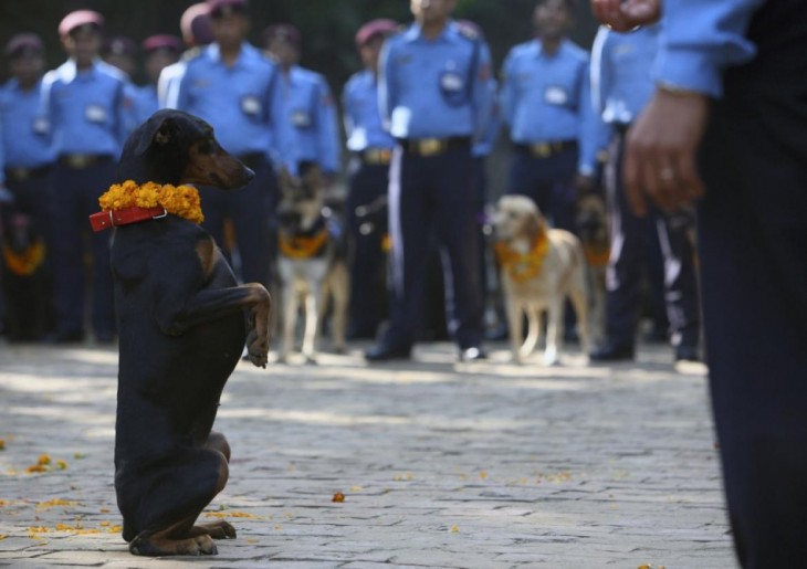 perro salchicha parado sobre sus dos patas en medio de muchos policías en un festival 