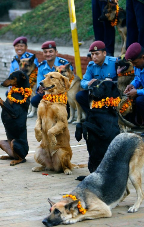 perros con coronas de flores en el festival de perros en Nepal 