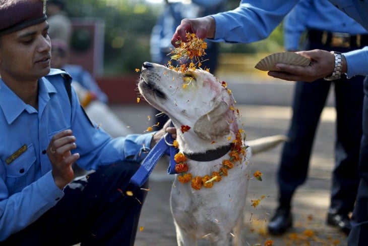 Policías echando flores en la cabeza de un perro 