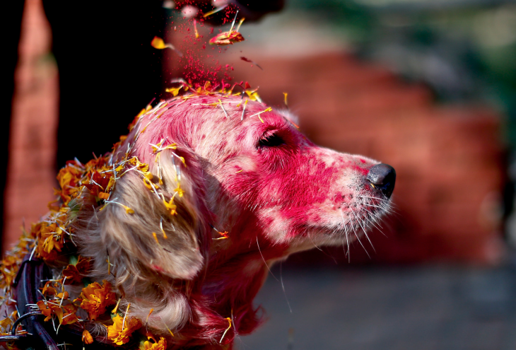 perro con la cabeza pintada de rojo en el Festival en Nepal