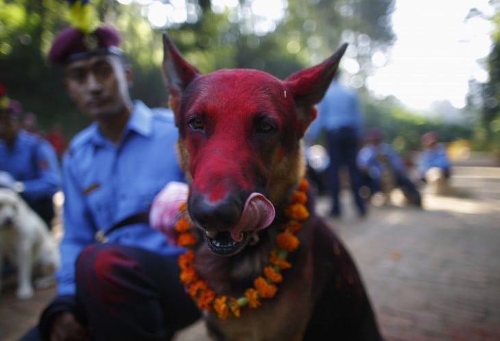 Perro pastor alemán con la cabeza pintada de color rojo 