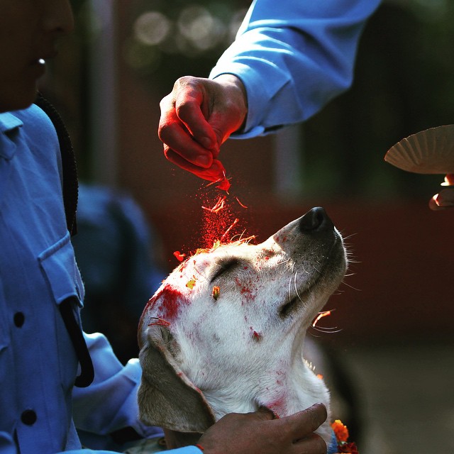 manos de policías vaciando pintura roja en la cabeza de un perro 