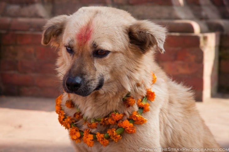 Perro con dos coronas de flores en el cuello 