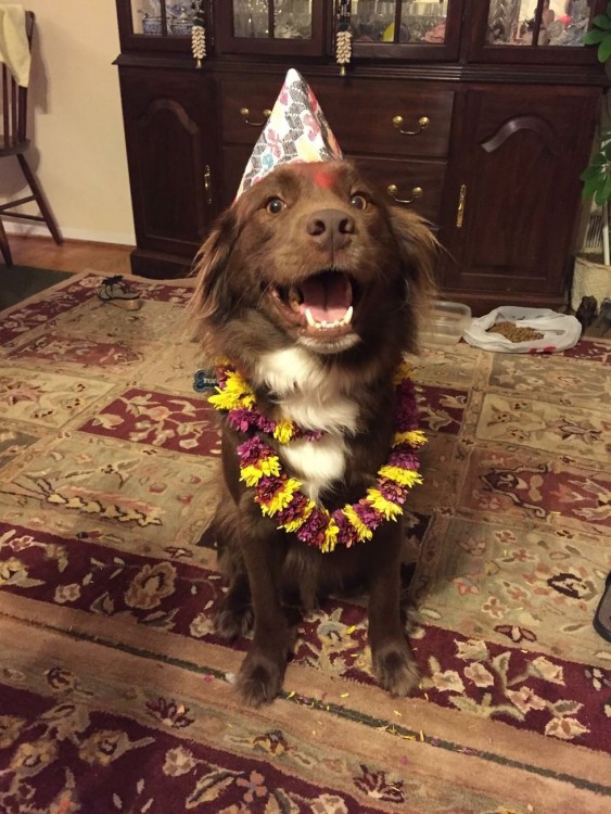 un perro sobre una alfombra con un gorro de fiestas en la cabeza y una corona de flores de cuello