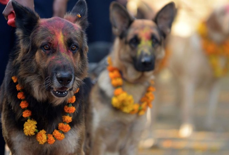 Festival en Nepal dedicado a agradecer la lealtad de los perros