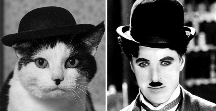 Gato que se parece a Charles Chaplin