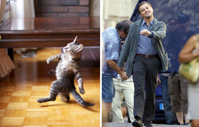 Un gato que simula caminar como Leonardo Dicaprio