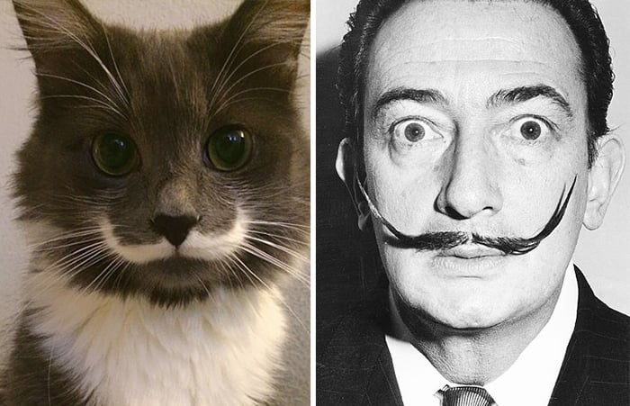 Gato que se parece a Salvador Dalí