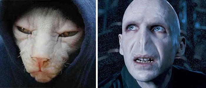 Gato que se parece a Voldemort de Harry Potter