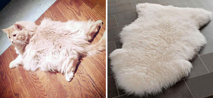 Gato que se parece a una alfombra en el suelo 