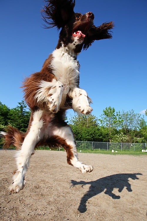 Fotografía de un perro saltando que parece estar gigante 