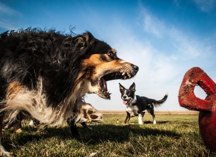 Perro que parece estarse comiendo a otro perro pequeño