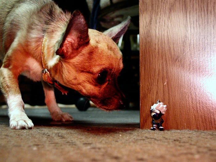 Pequeño perro chihuahua oliendo un pequeño juguete 