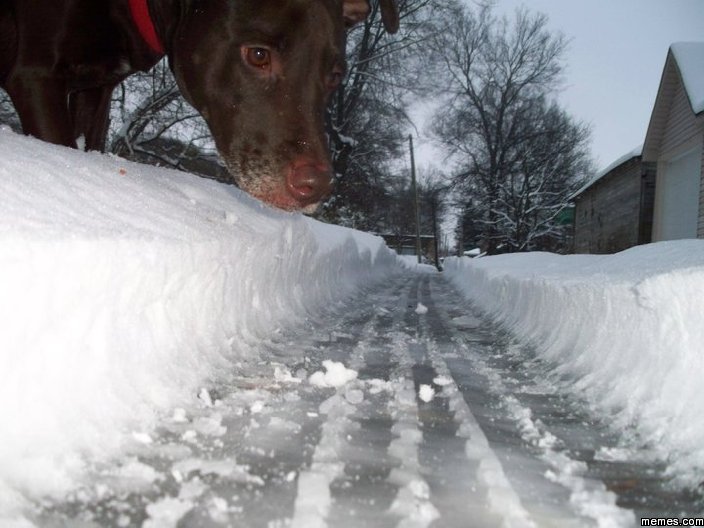 Cara de un perro en medio de la nieve 