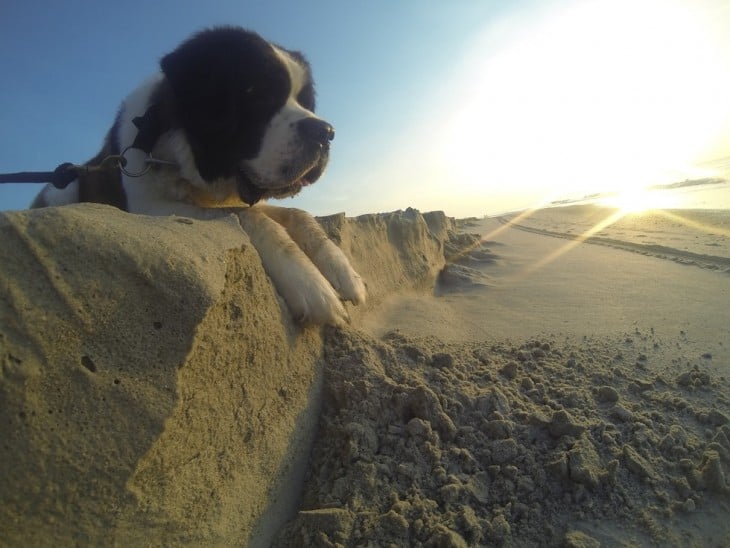 Perro acostado sobre la arena en una playa 