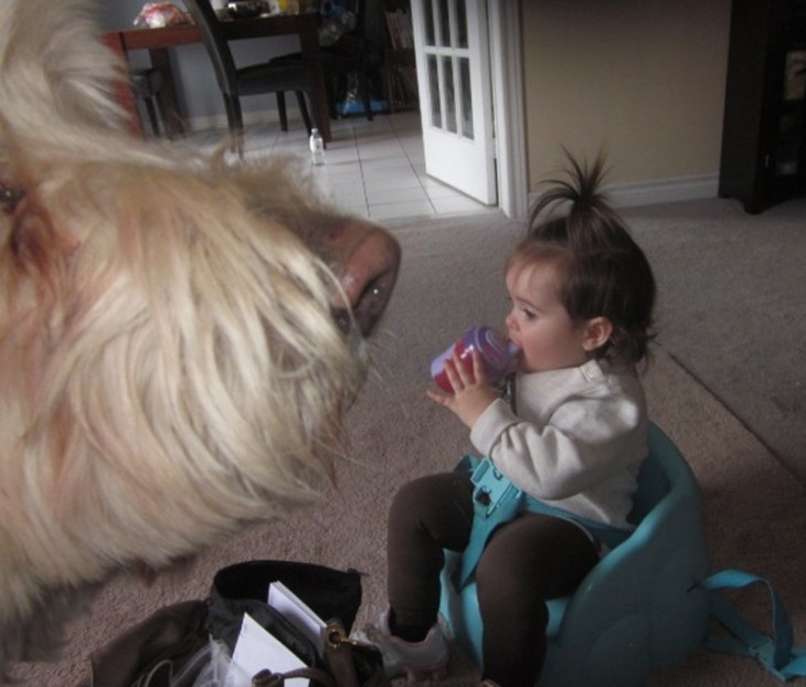 Fotografía del hocico de un perro frente a una niña sentada tomando biberón 