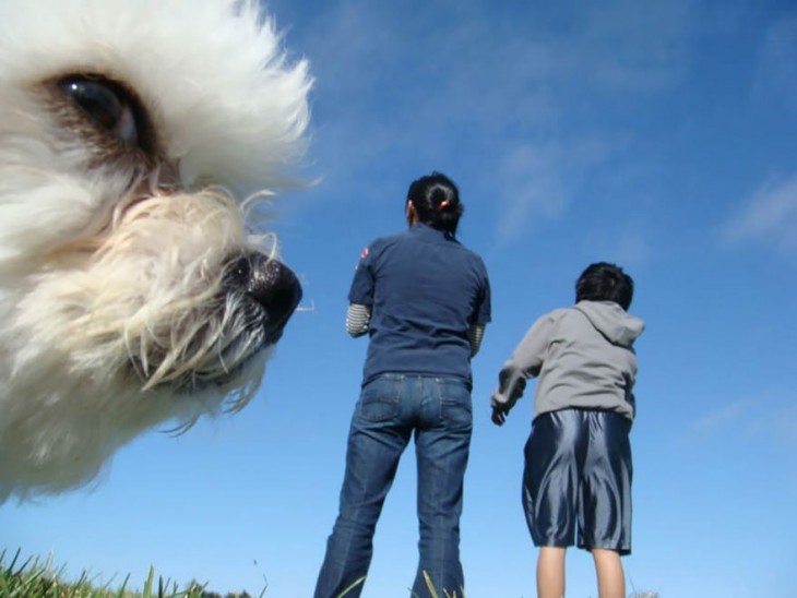 Cara de un pequeño perro con dos personas a un costado 