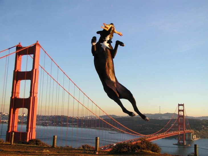 perro con algo en el hocico saltando sobre un puente 