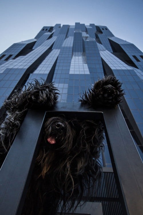 foto de un perro con sus dos patas en un arco que simula estar muy grande 