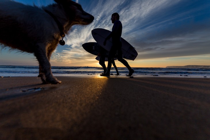medio cuerpo de un perro caminando en la playa frente a dos personas con tabla de surf 