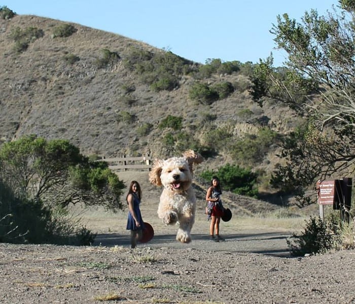 Perro gigante corriendo en medio de dos chicas 