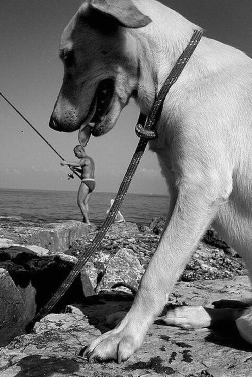 Foto de un perro que simula estar lamiendo a una persona que esta debajo de él 