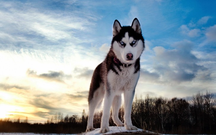 Perro Husky sobre la tierra en un bosque 