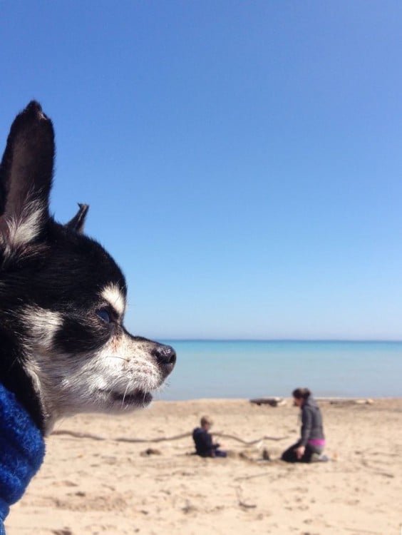Cara de un perro chihuahua frente a una playa con una mujer y un niño 