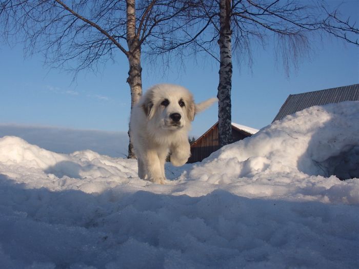 Perro de color blanco caminando sobre la nieve 