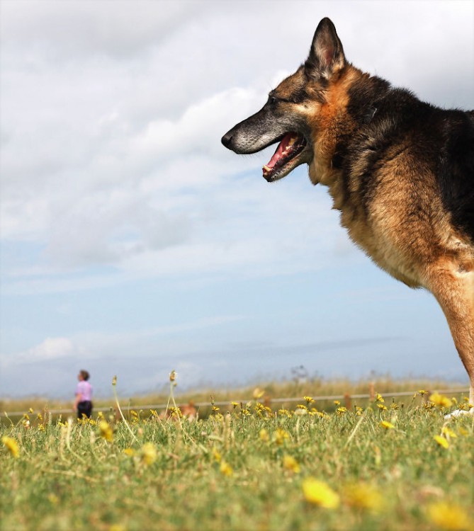 Perro pastor alemán 