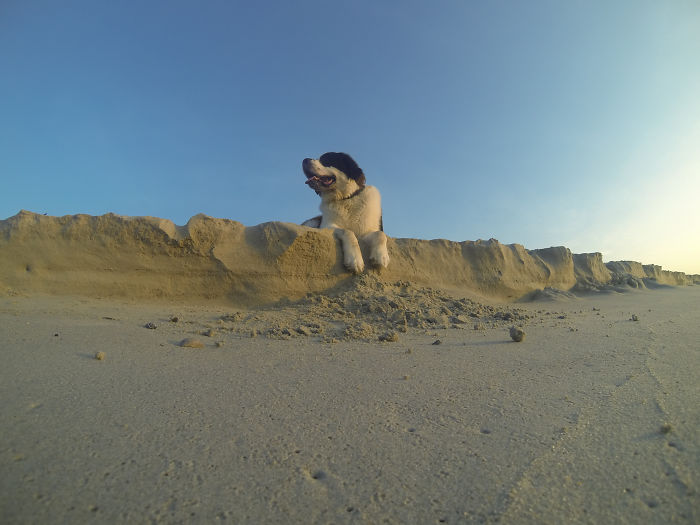 Perro San Bernardo acostado sobre un montón de arena 