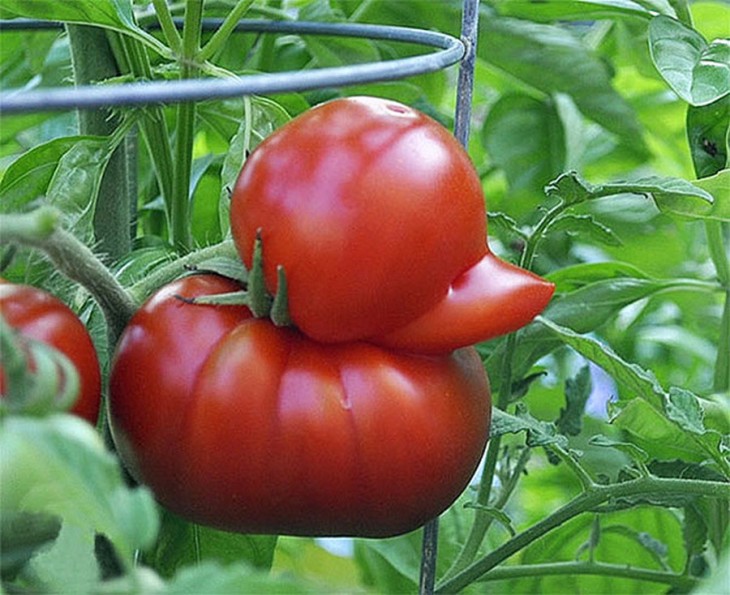 Tomate en forma de patito 