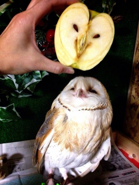 Manzana con forma de cara de lechuza junto a una lechuza 