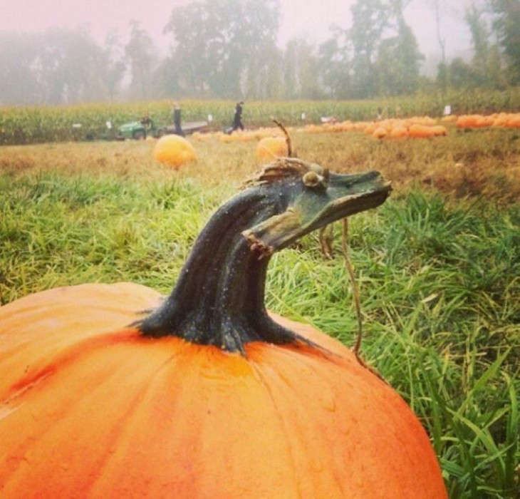 Calabaza con una cara de dragón en la punta 