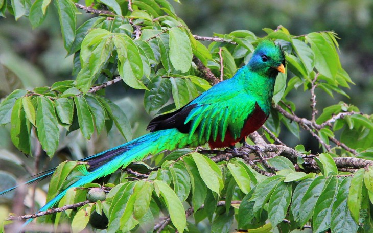 QUETZAL AVE NACIONAL DE GUATEMALA